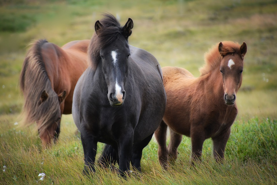 horses